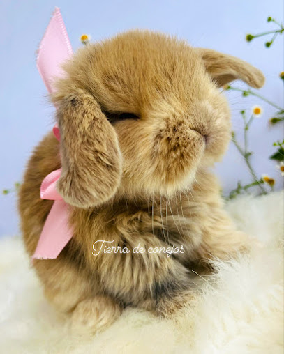 Tienda de productos para mascotas Tierra de conejos