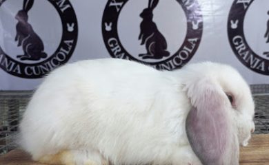 Tienda de productos para mascotas Xavi Ram