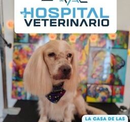 Tienda de productos y servicios de veterinaria para mascotas Casa de las mascotas Coatza