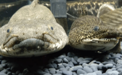Tienda peces tropicales Monster Tank Tap