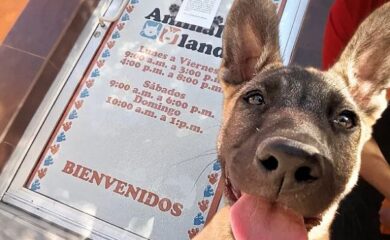 Veterinaria Animal Land