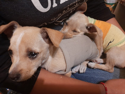 Veterinario Agropecuaria Gamez