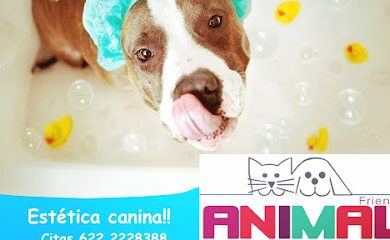 Veterinario Animal Friends Veterinaria