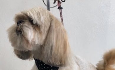 Veterinario Animal Vet Huajuapan