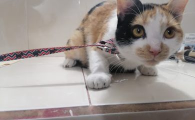 Veterinario CECAFEM EL GRULLO Centro de esterilización Canina y Felina Municipal