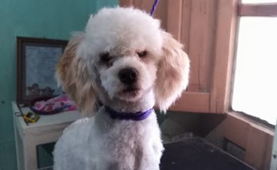Veterinario CONSULDOG