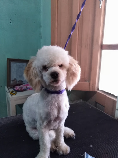 Veterinario CONSULDOG