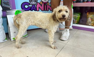 Veterinario CaNinna