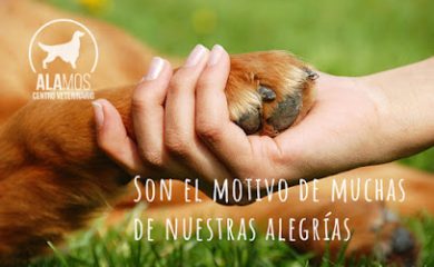 Veterinario Centro Veterinario Álamos