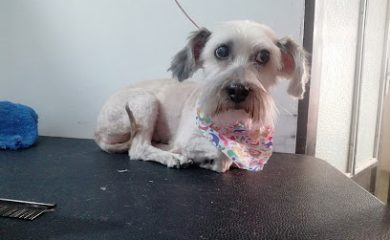 Veterinario Dogtora Daire