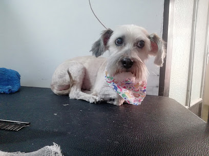 Veterinario Dogtora Daire