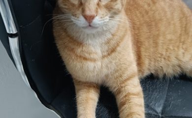 Veterinario Dr. Pets