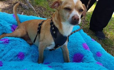 Veterinario El Rosario