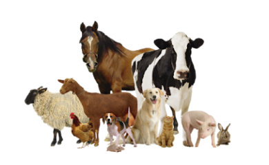 Veterinario Farmacia Veterinaria Boris