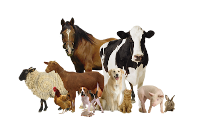 Veterinario Farmacia Veterinaria Boris