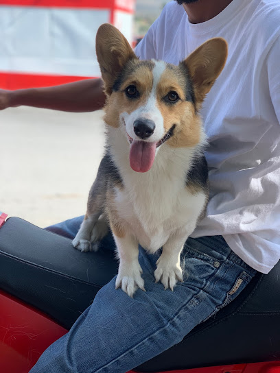 Veterinario HORSE & PET Clínica Veterinaria