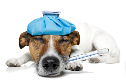 Hospital Veterinario Puc Pets Calkiní, Calkiní, Camp.