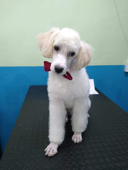 Veterinario "MI MASCOTA"
