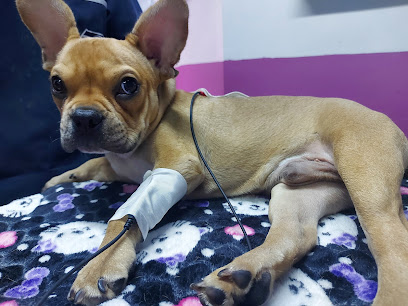 Veterinario Mascotas Felices