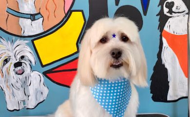 Veterinario Milmascotas Teocaltiche