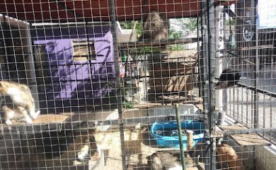 Veterinario Mundo Animal Reynosa