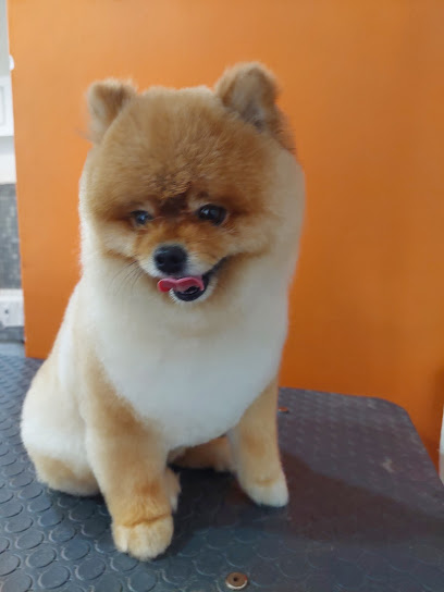 Veterinario PET HOUSE Acuario, Grooming Y Accesorios