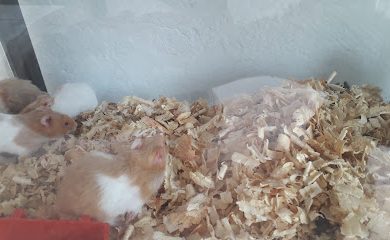 Veterinario Pet Shop SUPER PATITAS