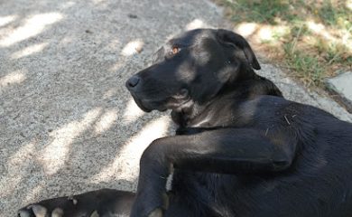 Veterinario Pets Ville