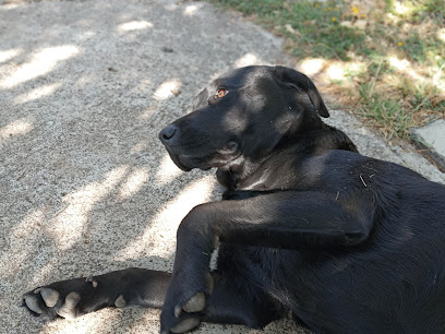 Veterinario Pets Ville