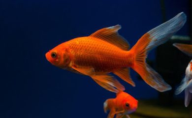 Veterinario Petstore México