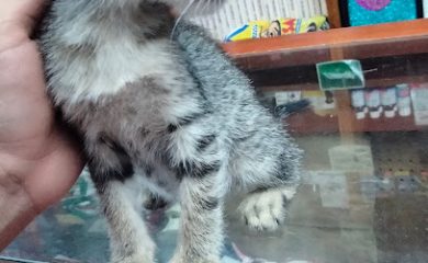 Veterinario Tesan