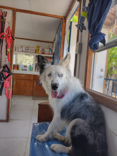 Veterinario VetTerán