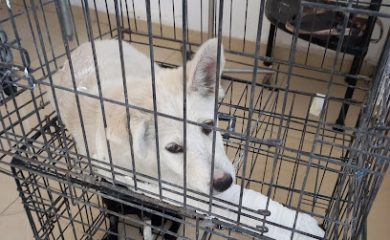 Veterinario Veterinaria 24hrs