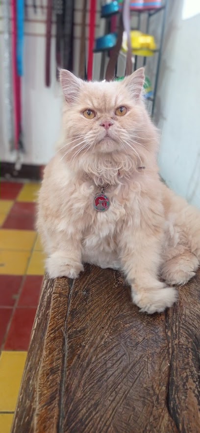 Veterinario Veterinaria Cuatro Patas