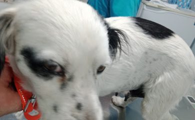 Veterinario Veterinaria Jerez