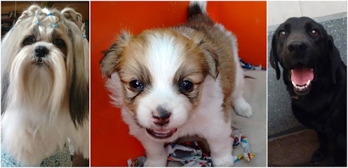 Veterinario Veterinaria Magic Pets