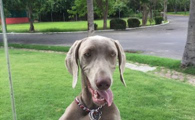Veterinario Veterinaria Mr. Can