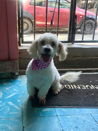 Veterinario Veterinaria Pelu-Dogs