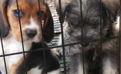 Veterinario Veterinaria San Andres