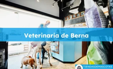 Veterinario Veterinaria de Berna