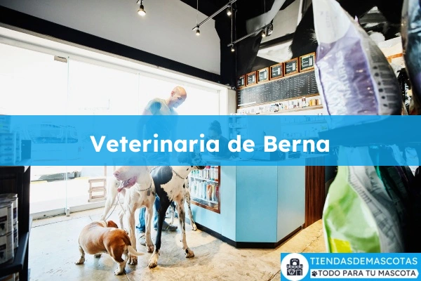Veterinario Veterinaria de Berna