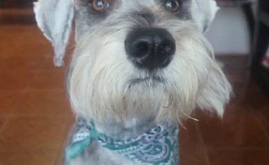 Veterinario Veterinaria y estética canina AnubisPet