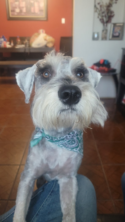 Veterinario Veterinaria y estética canina AnubisPet