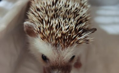 Veterinario Vita-animal