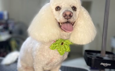 Veterinario Yuri Guerrero Estilista Canino (Barber Dogs)