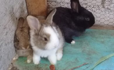 Veterinario cria de conejos " la casita"