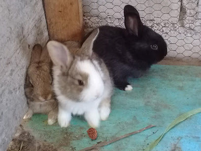 Veterinario cria de conejos " la casita"