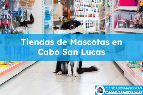 Tiendas de mascotas en Cabo San Lucas
