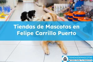 Tiendas de mascotas en Felipe Carrillo Puerto