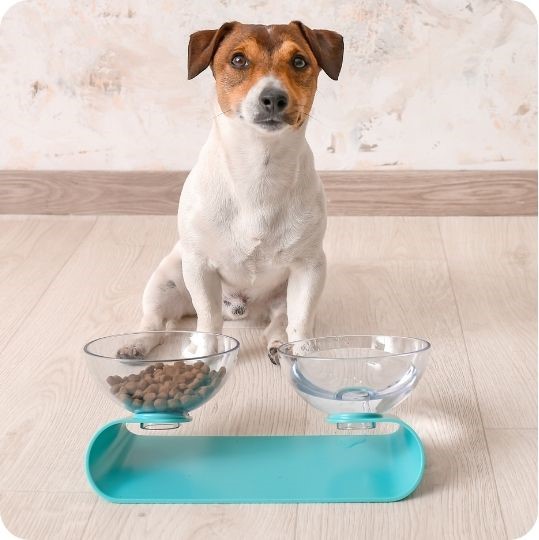 ¿Por qué es importante elegir el comedero y bebedero adecuado para tu mascota?